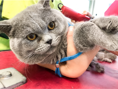 モデル犬 猫の募集 学校法人野上学園 大阪ブレーメン動物専門学校