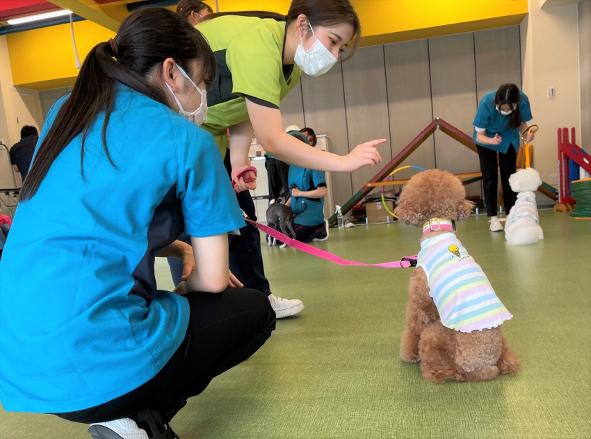 大阪ブレーメン動物専門学校 トリマー ドッグトレーナー 動物看護師をめざせる学校